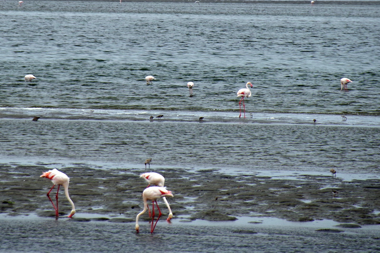 Flamingos at Walvis Bay lagoon in January 2019. Wildlife numbers and sightings vary.