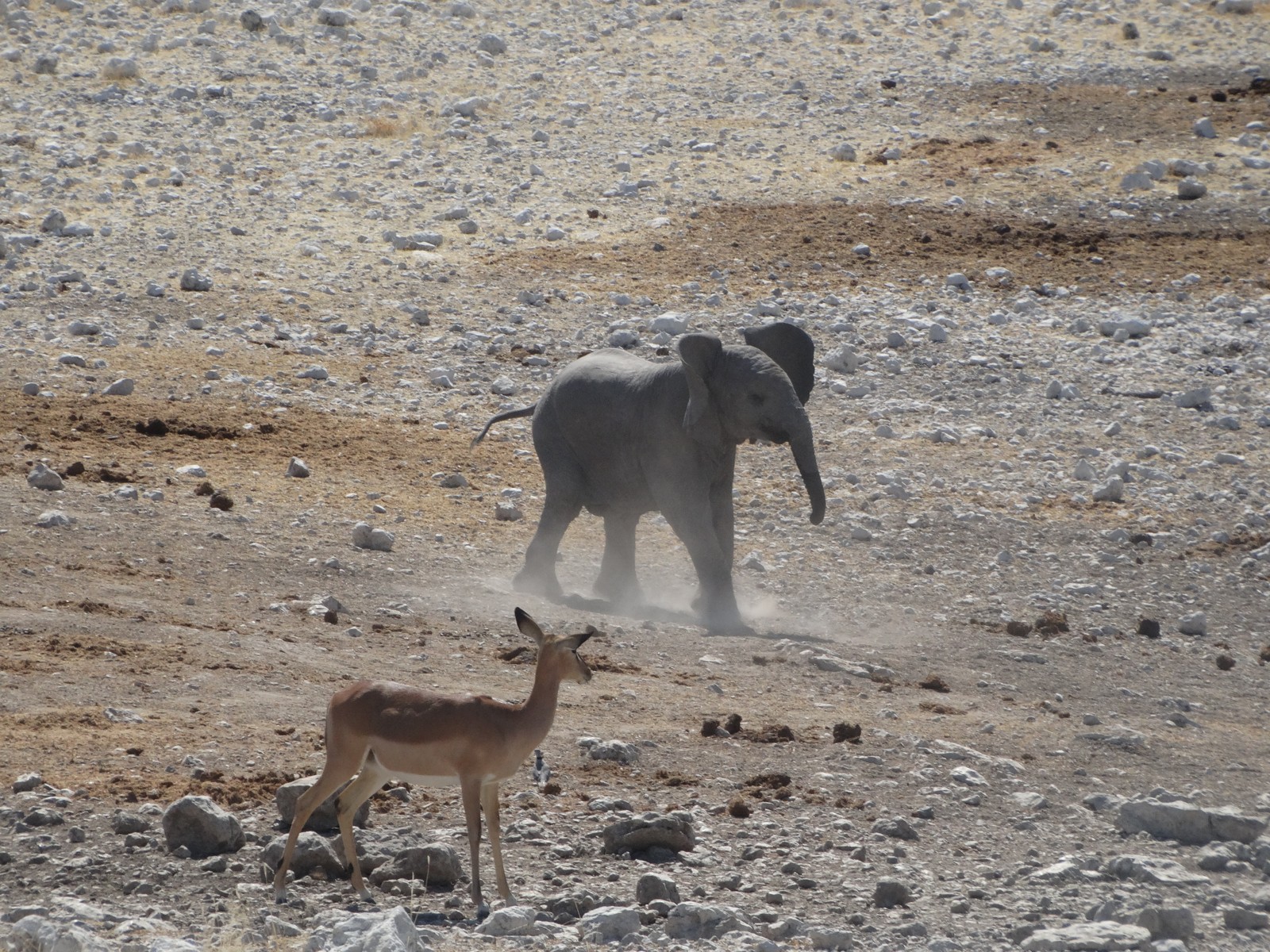 Elephant calf at Moringa waterhole, Halali, Etosha. Historic scene, not a promised encounter.