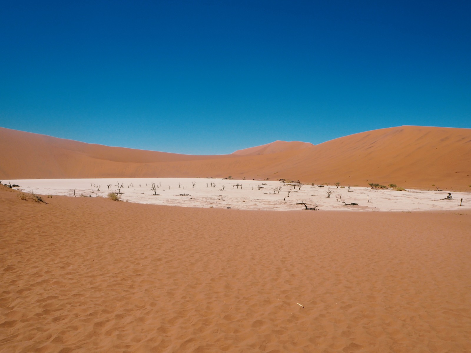Trees on the white Deadvlei pan below a Namib dune. Historic landscape photograph.